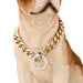 Ketten-Halsband für Hunde vergoldet, im Choker-Stil
