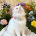 Hundehalsband mit Blüten, verstellbar für Hund & Katze