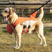 Schwimmweste für Hunde im Haifisch-Look
