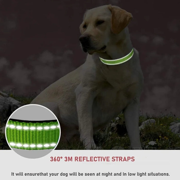 Hundehalsband dekorativ für kleine Hunde, im Set