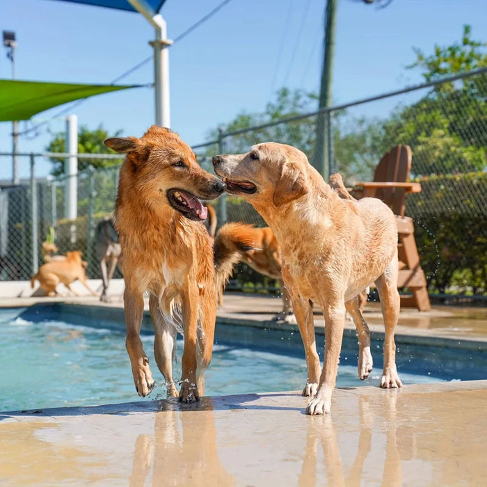 Wassermatte für Hunde mit Fontäne, zum Anschließen