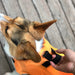 Schwimmweste für Hunde mit Rettungsgriff