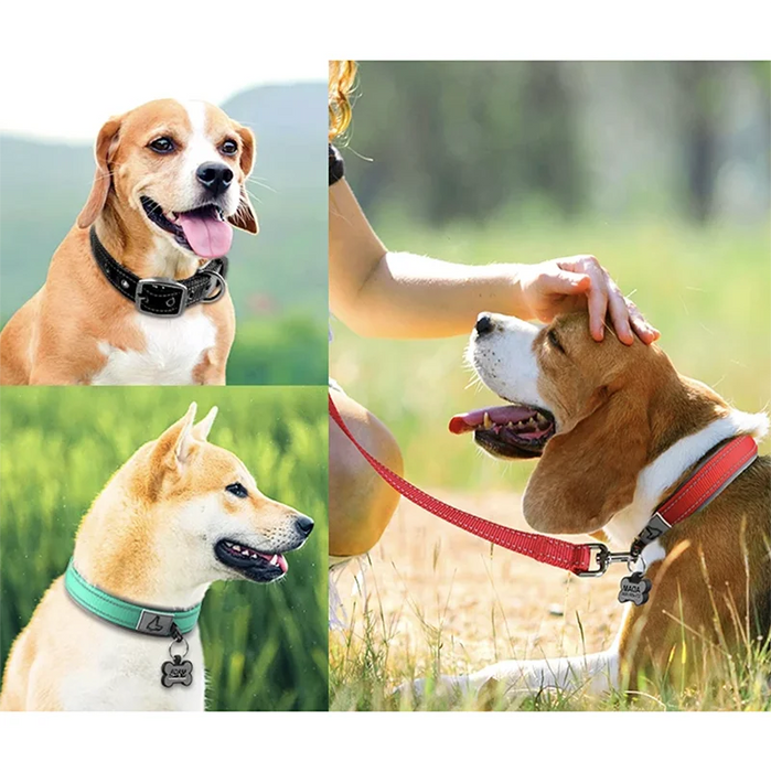 Hundehalsband aus Nylon, einfarbig mit Schnalle
