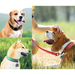 Hundehalsband aus Nylon, einfarbig mit Schnalle