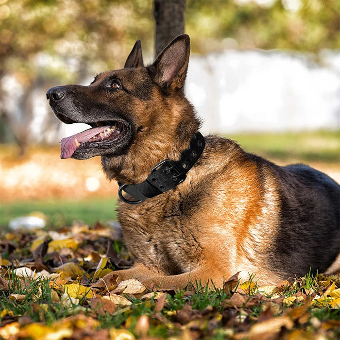 Taktisches Hundehalsband aus Nylon, mit Schnalle