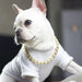 Ketten-Halsband für Hunde vergoldet, im Choker-Stil