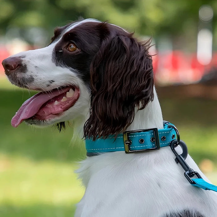 Hundehalsband aus Nylon, einfarbig mit Schnalle