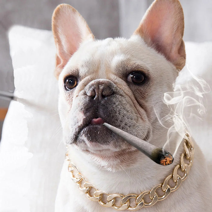 Ketten-Halsband für Hunde vergoldet, im Choker-Stil